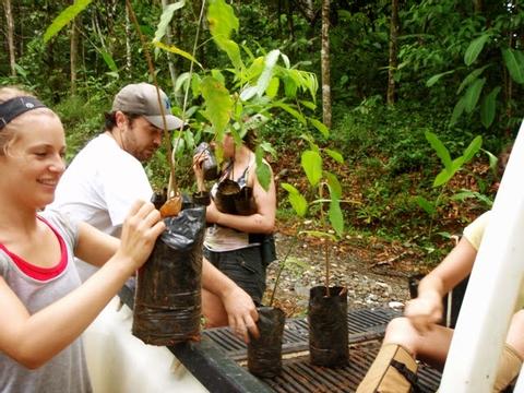 Voluntario en Reforestación y Reciclaje