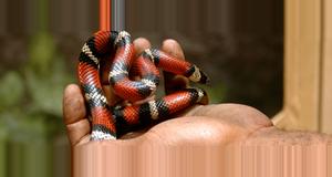Costa Rica Volunteer at a Snake Breeding Project