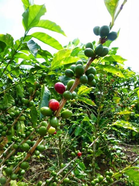Volunteer in Sustainable Farming Costa Rica
