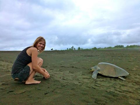 Volunteer in the Ostional Turtle Conservation