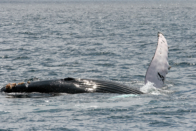 Whale Watching Tour