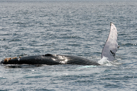Whale Watching Tour
