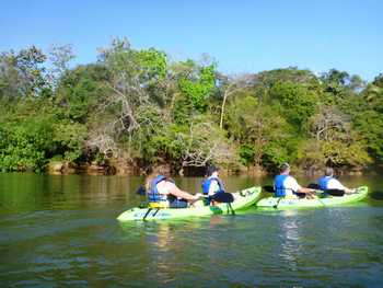 Wildlife and Mangrove Kayak Tour