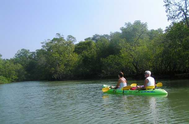 Wildlife and Mangrove Kayak Tour
