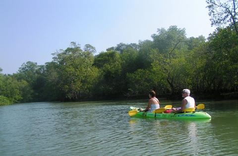 Tour de naturaleza y manglar en kayak