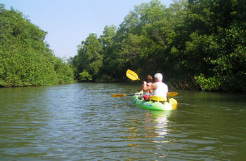 Tour de naturaleza y manglar en kayak photo 4