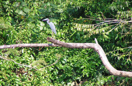 Tour de naturaleza y manglar en kayak photo 3