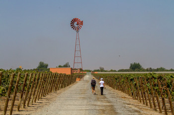 Lunch with Wine Pairing and Queirolo Vineyard Tour photo 4