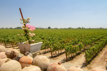 Lunch with Wine Pairing and Queirolo Vineyard Tour photo 5