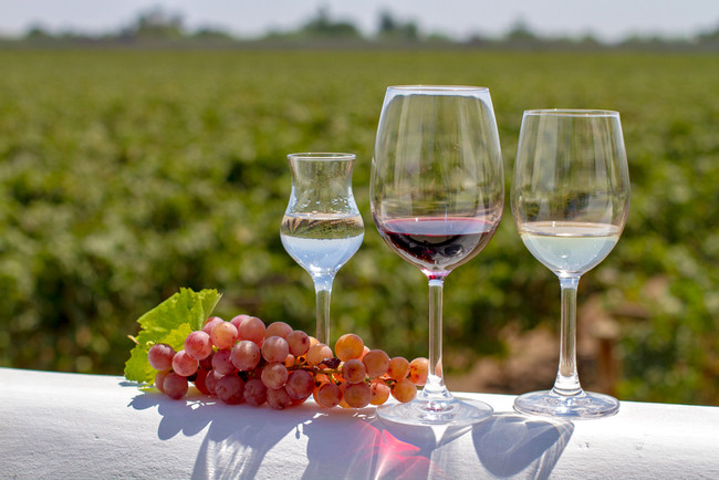 Lunch with Wine Pairing and Queirolo Vineyard Tour photo