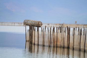 Yellow Tam Giang Lagoon photo 4