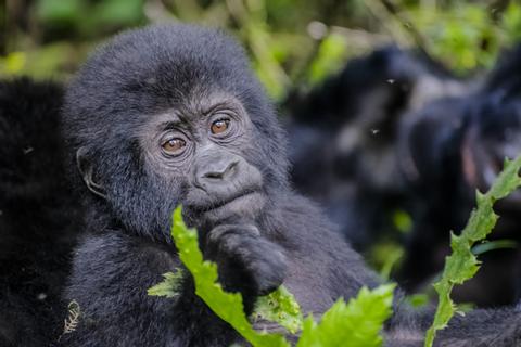 Bwindi Forest Uganda