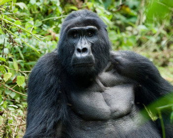 Bwindi Forest photo 2