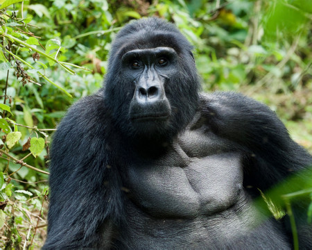 Bwindi Forest photo 2