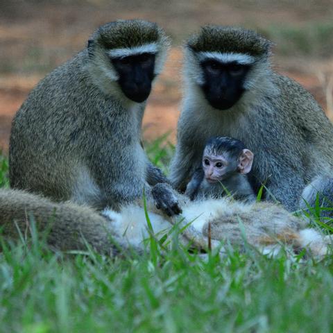 Entebbe Uganda