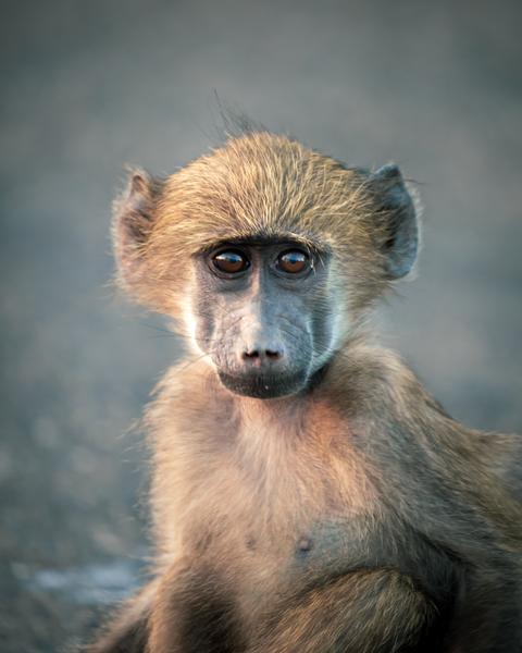 Kibale Uganda