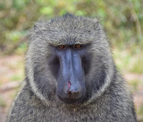 Kibale Uganda