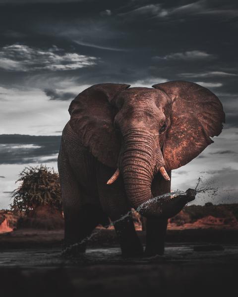 Kibale Uganda