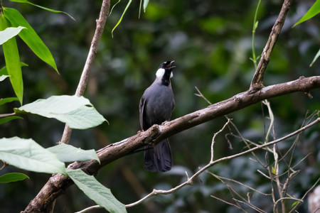Ha Bach Ma National Park photo 2