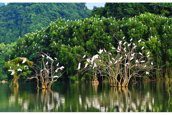 Hanoi - Tam Coc - Thung Nham Bird Watching