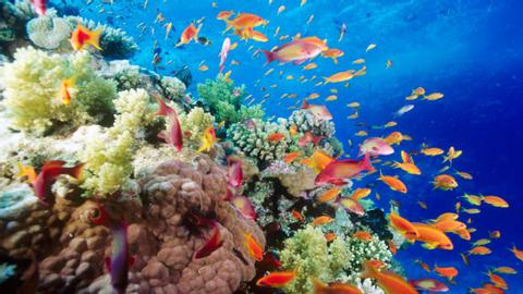 Phu Quoc Snorkeling and Fishing Tour Vietnam