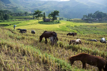 Lao Cai Sapa 2 Days Tour photo 3
