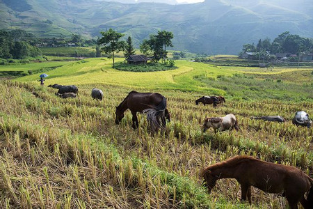 Lao Cai Sapa 2 Days Tour photo 3