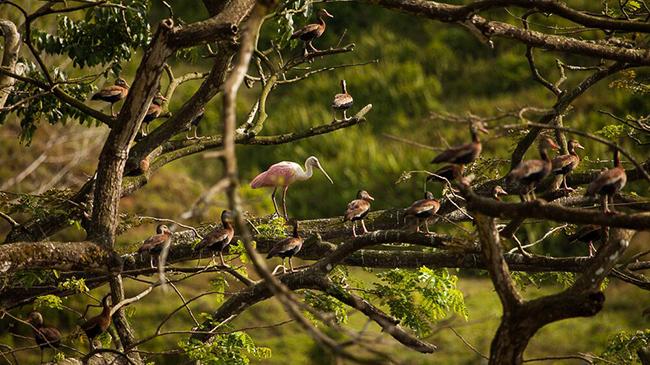 costa-rica-osa-trekking