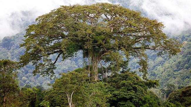 costa-rica-osa-trekking