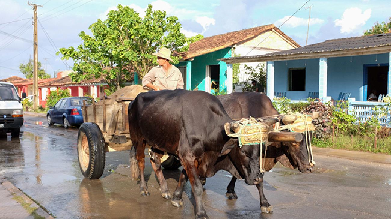 Farming in Cuba: Sugar, Tobacco and Organic Agriculture