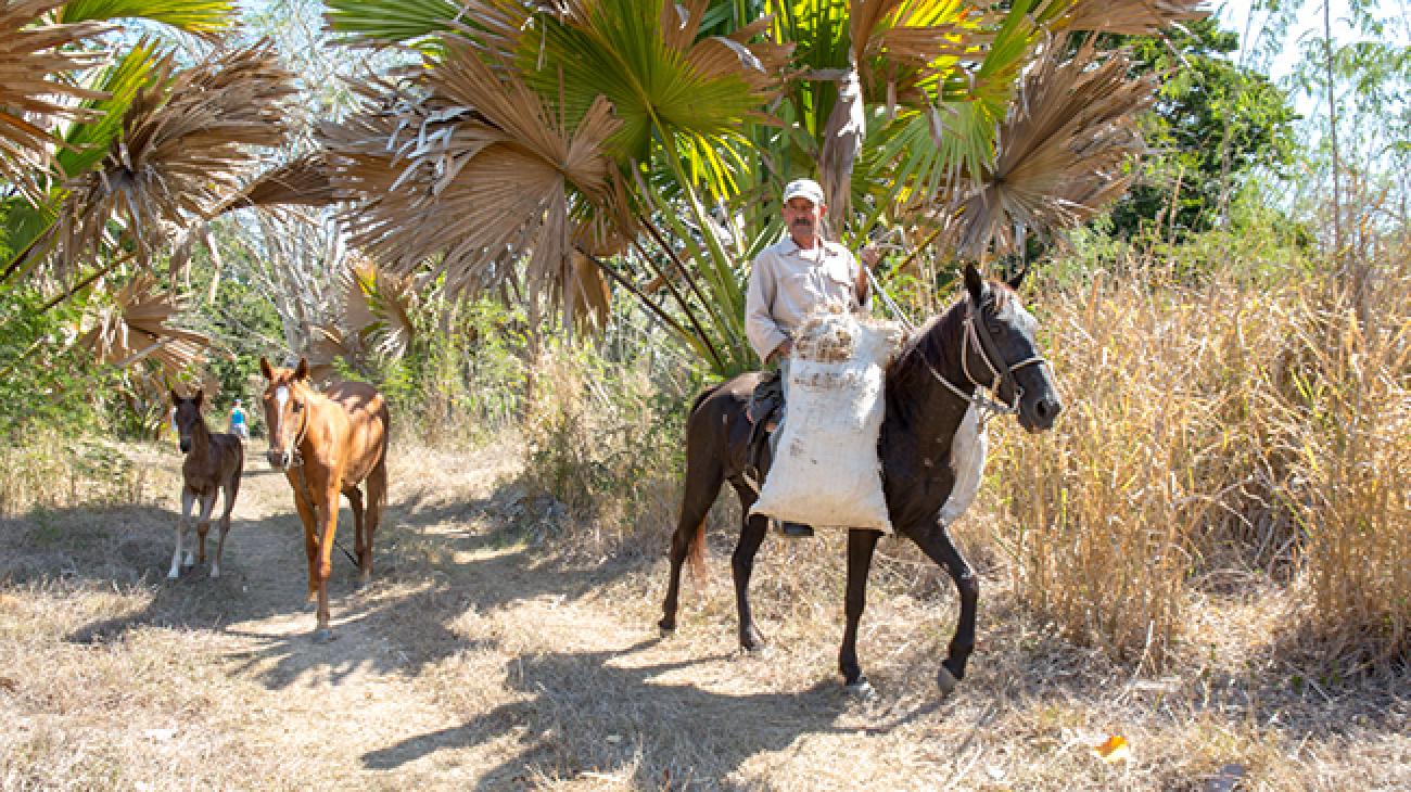 Cuban Agriculture Transportation Cuban agriculture transportation