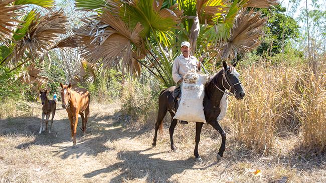Cuban%20Agriculture%20transportation