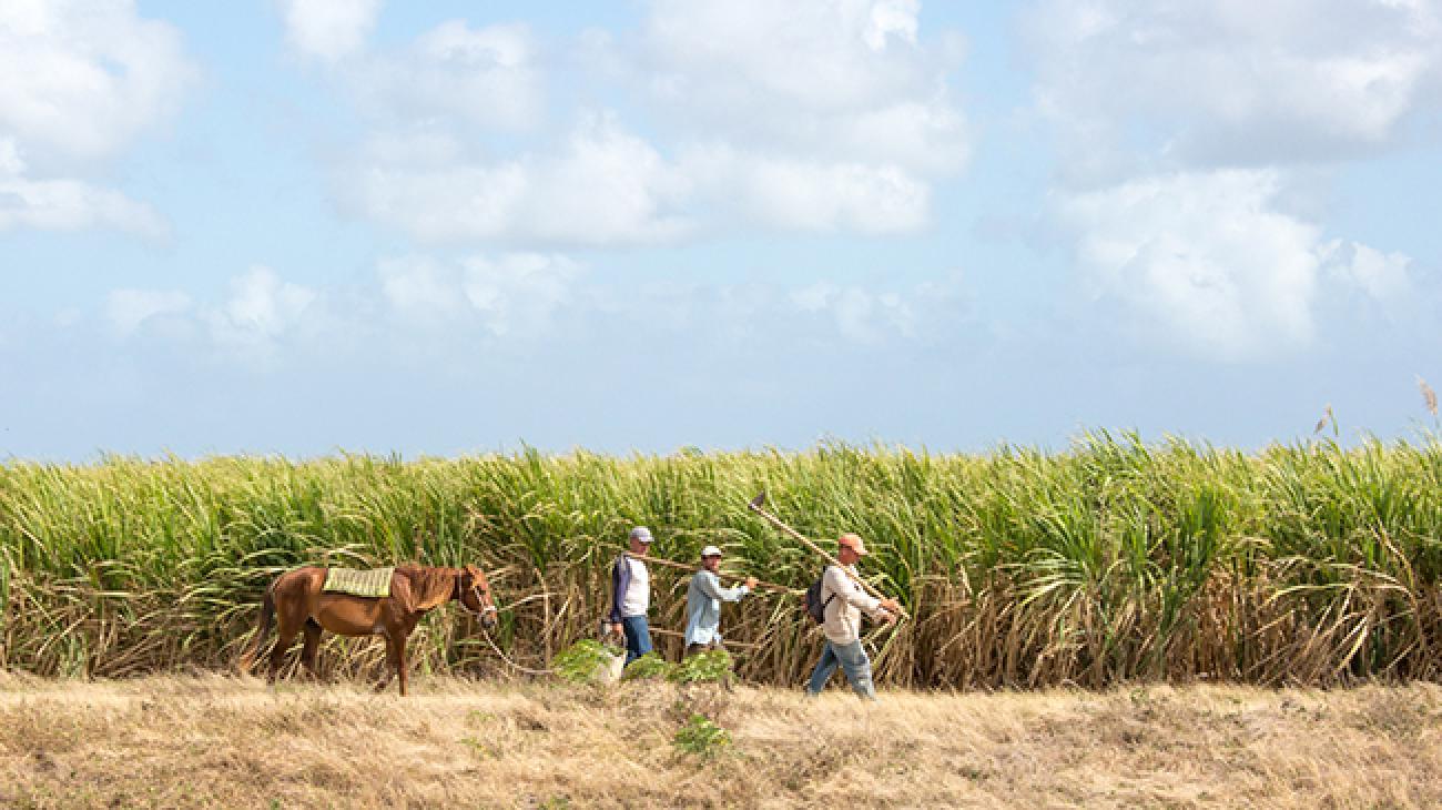 Cuban Organic Farm Cuban organic farm