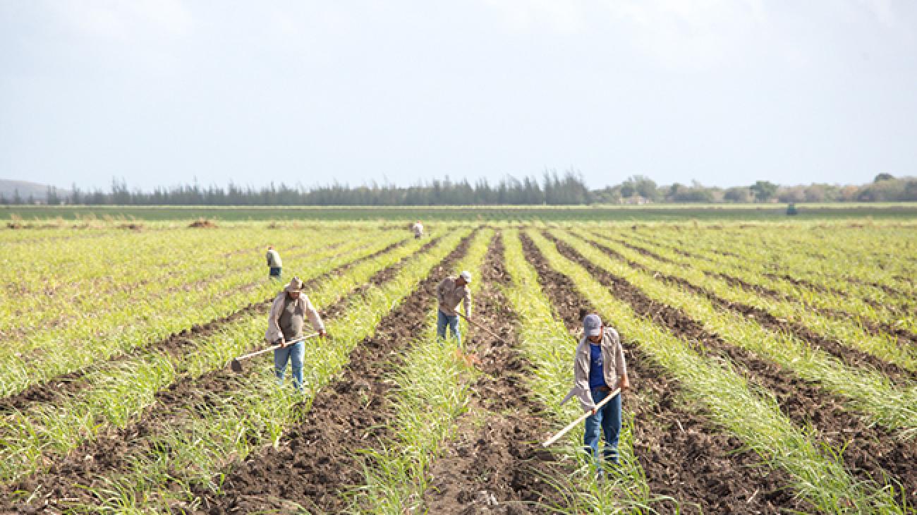 Cuban Organic Farm Work Cuban organic farm work