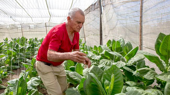 cuban%20tobacco%20farm
