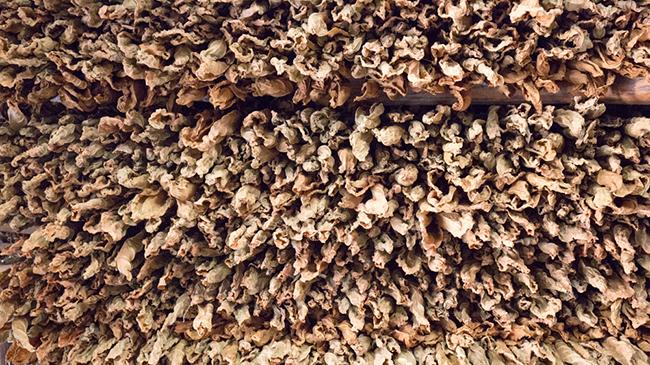 cuban%20tobacco%20leaves%20fermenting