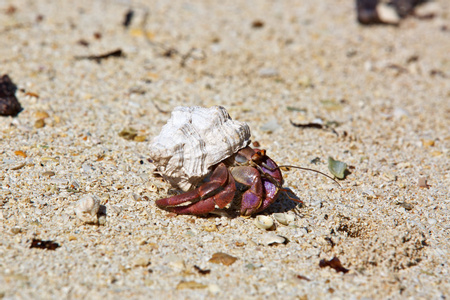 Belize Beach Town Destinations