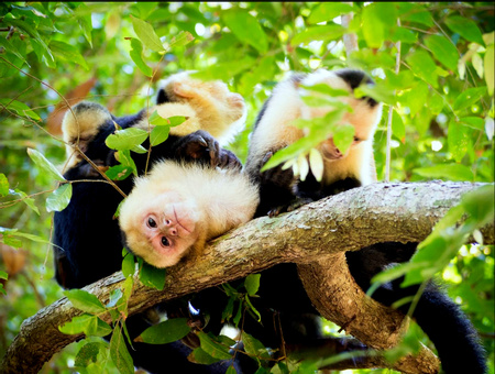 Costa Rica Nature