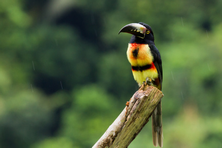 Bird Watching
