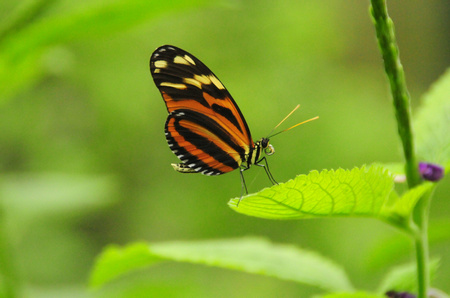 Butterfly Gardens