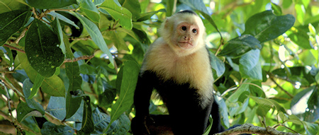 Mangrove Tours