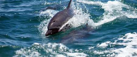 Marine Wildlife