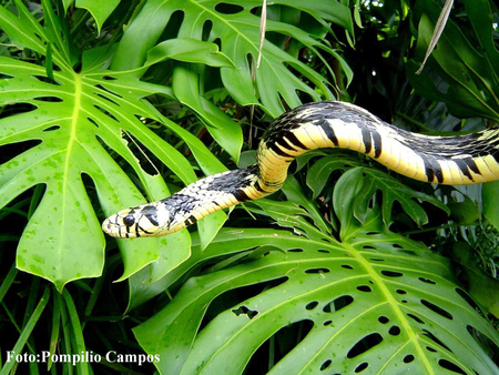 Species Exhibits