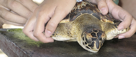 Turtle Nesting