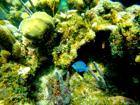 Reef