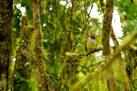 Ecuador Rainforests
