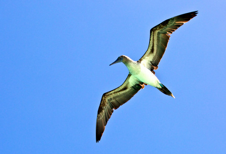Ecuador Bird Watching Tours