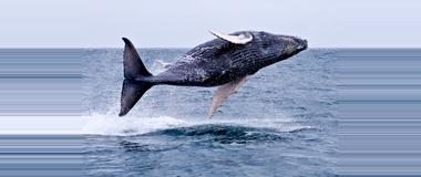 Ecuador Ecuador Marine Mammal Observation Tours
