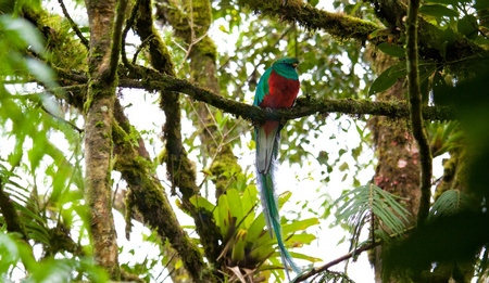 Cloud Forests