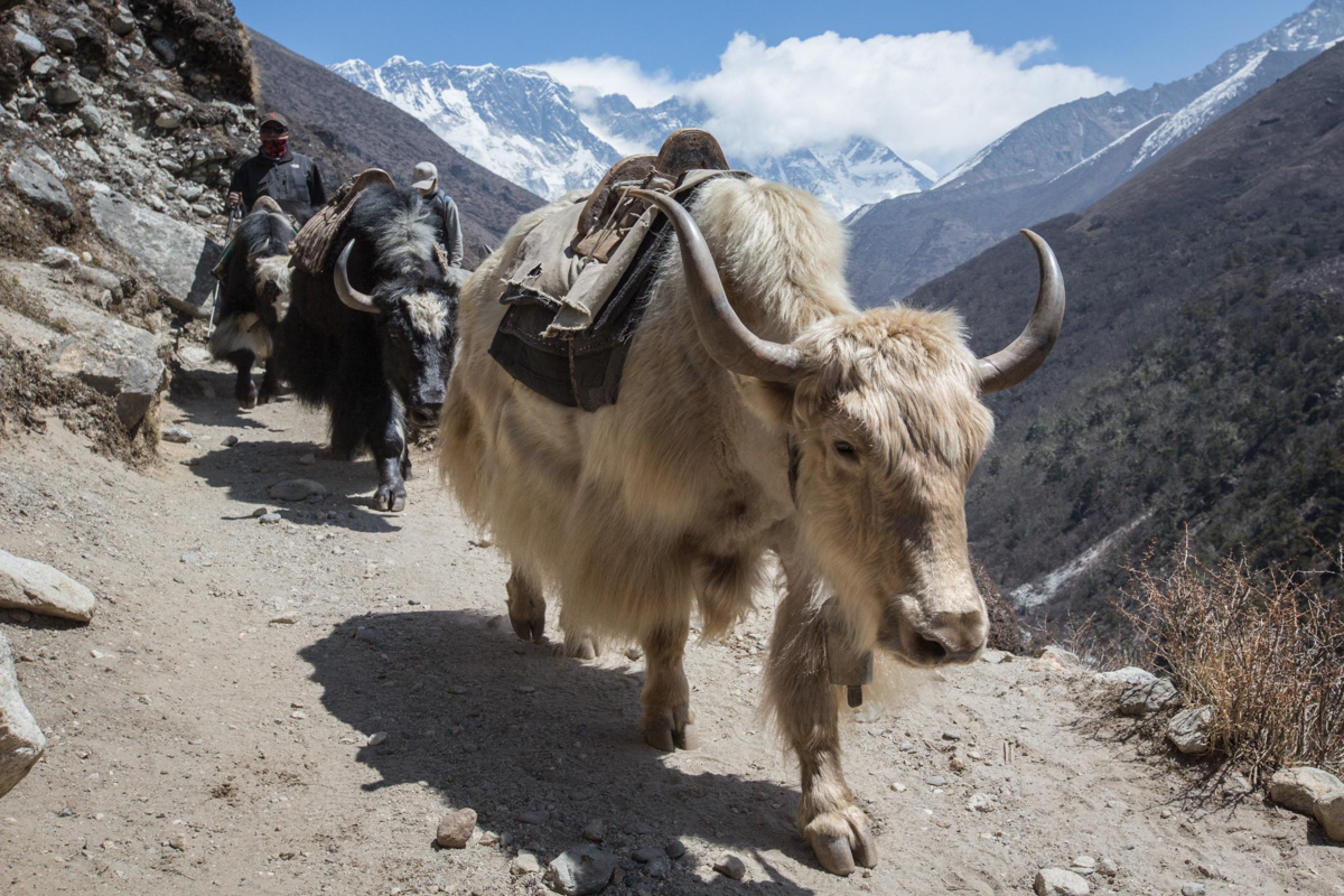 Trek to Dingboche (14,100 ft/4,300 m) approx. 5 hours